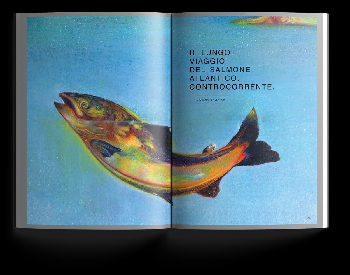 Il lungo viaggio del salmone atlantico, controcorrente